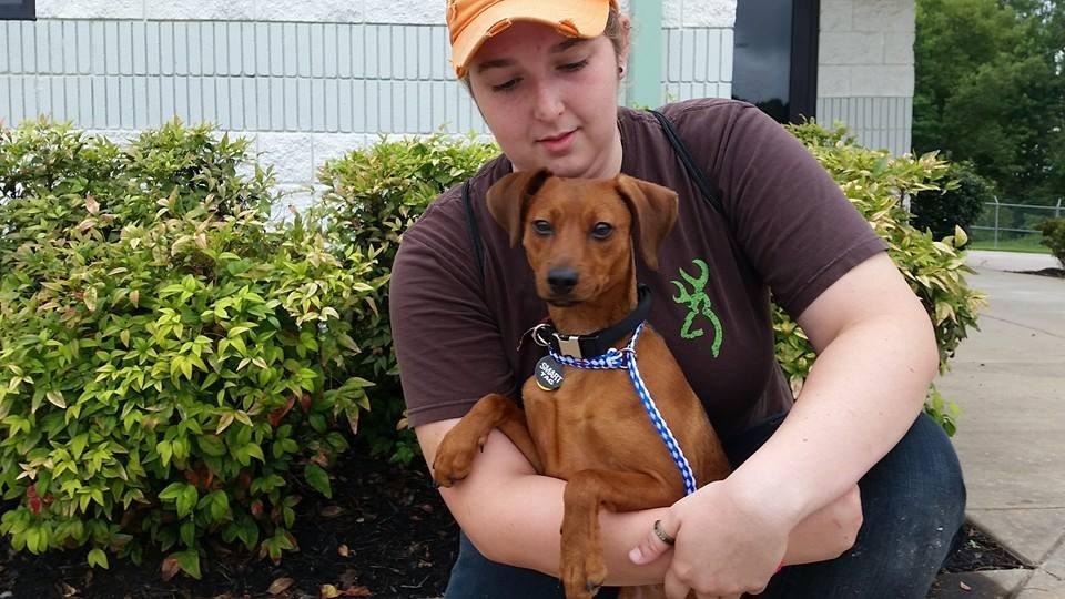 Waggin' Wheels Rescue From High Kill Shelters - GlobalGiving