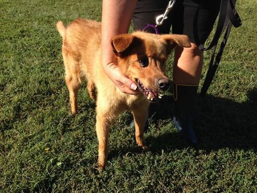 Waggin' Wheels Rescue From High Kill Shelters - GlobalGiving
