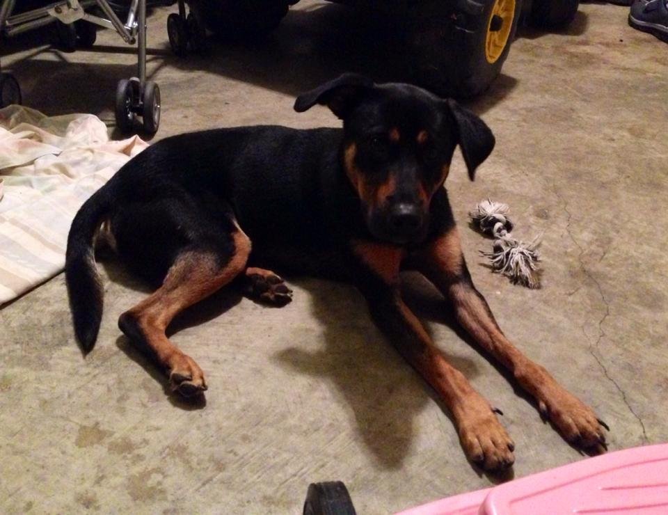Waggin' Wheels Rescue From High Kill Shelters - GlobalGiving