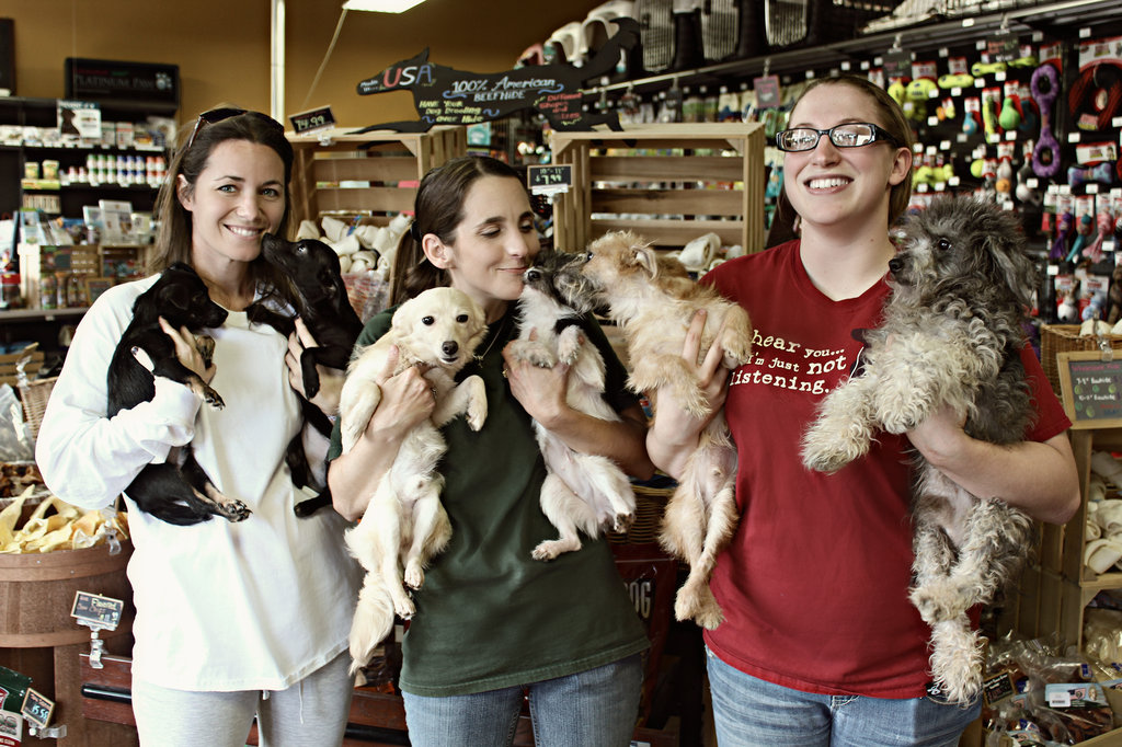 Waggin' Wheels Rescue From High Kill Shelters - GlobalGiving