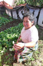 Thinning the Radishes - Tecpan Women's Group