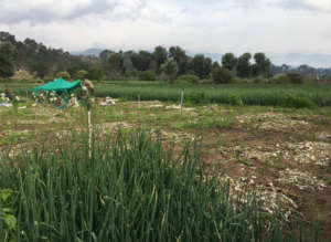 Demonstration garden at partner sister site.