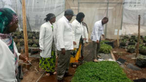 Visiting Meki Hydroponic Tomato Farm
