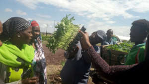Learning about growing saplings in a tray