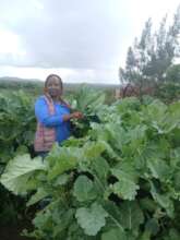 Growing Sukuma Wiki in Grow Bag