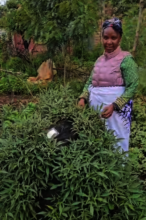 Sweet potatoes grown in vertical grow bags