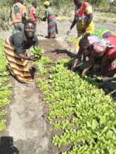 Malawian women farmers harvesting seedlings