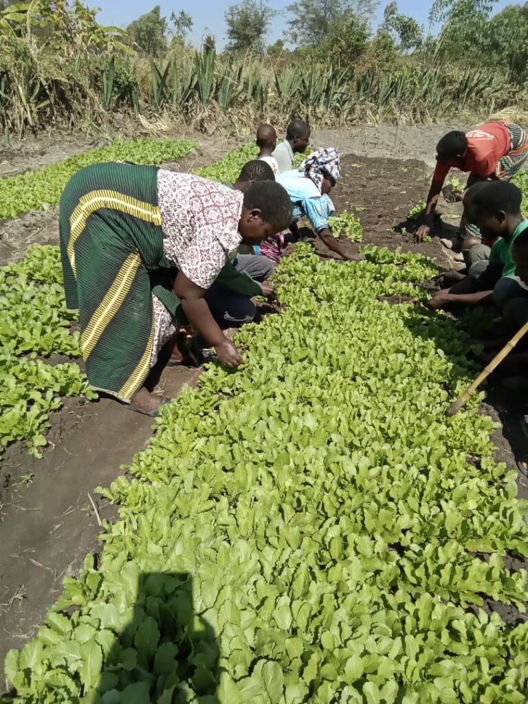 Preparing vegetable seedlings for distribution