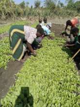 Preparing vegetable seedlings for distribution
