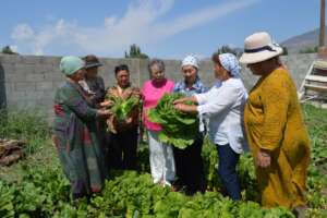 Growing Cabbage