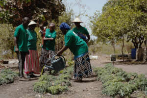 Natural fertilizers in a Senegalese garden