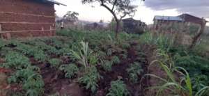 Tomato saplings