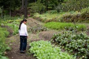 Touring the Habitat Guatemala community garden.