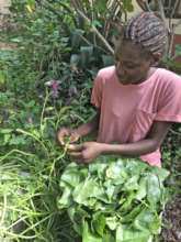 Harvesting Greens in the Garden