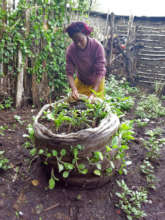 Lucy weeding her vertical bag garden