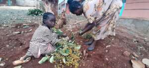 Mother and daughter harvesting food in Ethiopia
