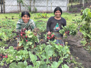 Radishes from the community garden