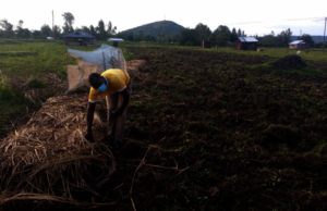 Abdallah preparing his seed bed