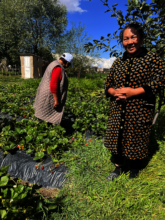 Women in their strawberry growing plots