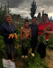 Family harvesting carrots