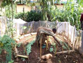 Women in Kenya with permaculture gardens