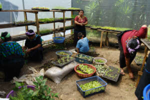 Guatemalan women prepare seedlings for sale