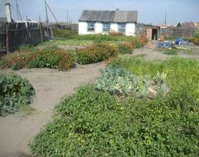 Kitchen garden