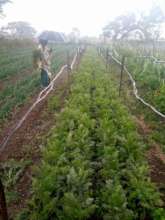 Carrot patch in the rain