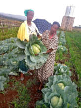 Birhan Ladies with cabbage
