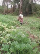 Working the Garden