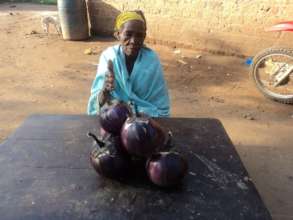 Eggplant harvest