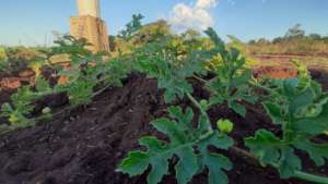 Young plants