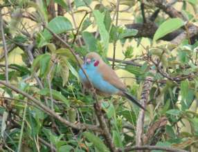 Red-Cheeked Cordon Bleu