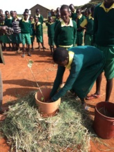 Tree planting at school
