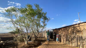 Towering Moringa