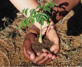 Moringa Seedling