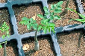 Moringa Seedling