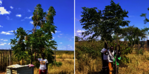 Njamuni trees