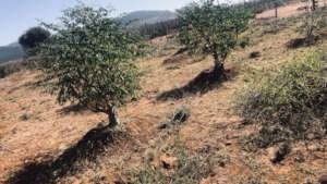 Moringa during drought