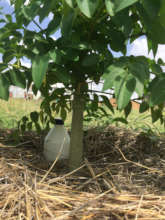 Strong Healthy Young Moringa Tree