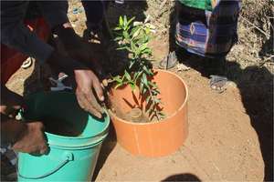 Community Tree Planting