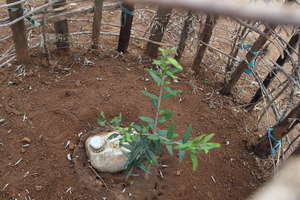 Community Tree Planting