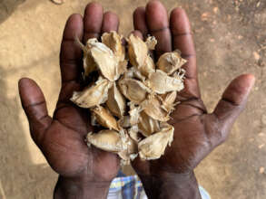 Moringa seed casings
