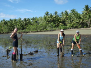 Build a nursery in the mangrove is not easy