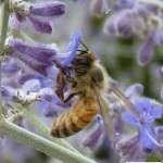 Honey bee on russian sage