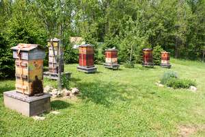 Some of our hives