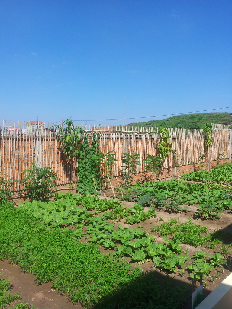 Bring Community Gardens to 10,000+ in Cambodia