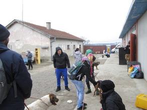 Our volunteers walking the dogs from the shelter