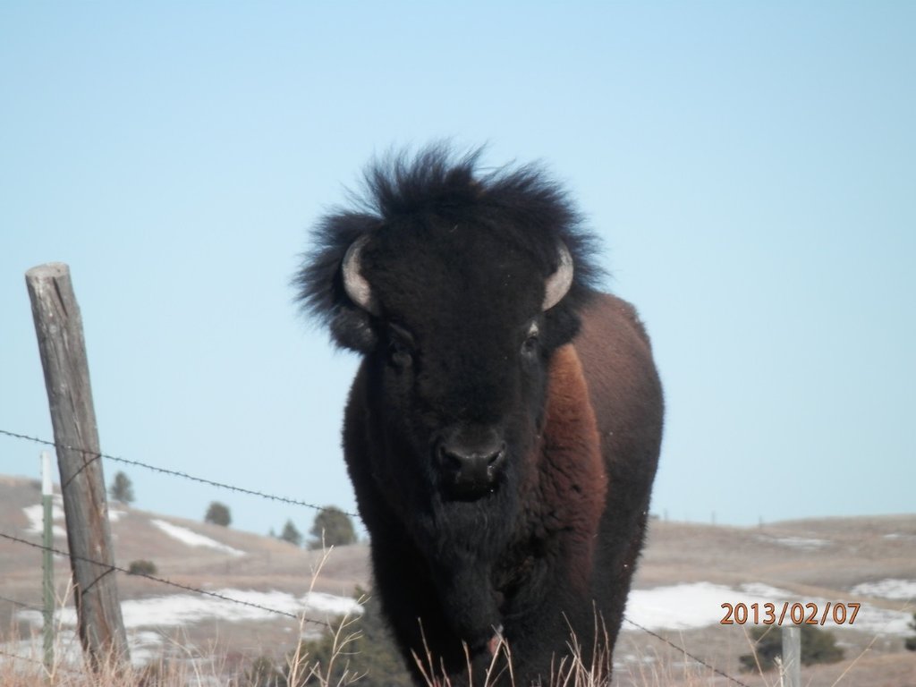 Provide Cultural Education for 50 Lakota Youth
