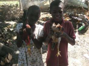 Poultry & livestock = health and self-sufficiency